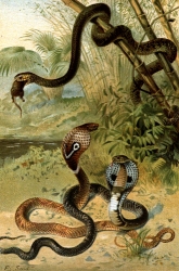 cobra and rat snake color historic illustration