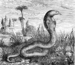 cobra snake Illustration