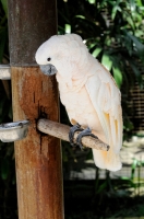 Cockatoo Bali Bird Park Photo 6145