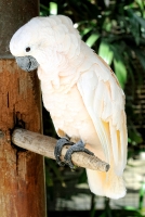 Cockatoo Bali Bird Park Photo 6145A