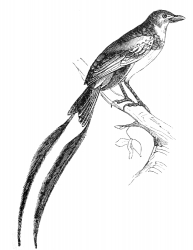 cocktails bird illustration