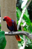 Colorful Eclectus Parrot Photo Image 5858