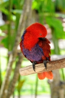 Colorful Eclectus Parrot Photo Image 6136