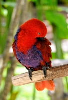 Colorful Eclectus Parrot Photo Image 6136A