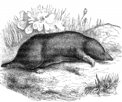 common mole illustration