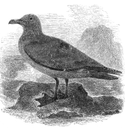 common skua bird illustration