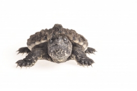Common snapping turtle on white background