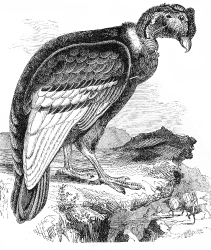 condor bird illustration
