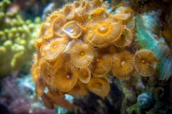 coral reef invertebrate animals photo