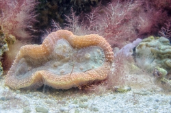 coral reef invertebrate animals photo