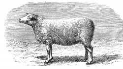 cotswold breed sheep illustration