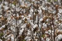 cotton plants prior to harvest