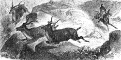 coudou antelope illustration