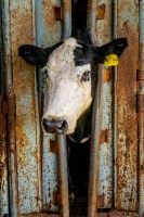 Cow with head out of a metal door