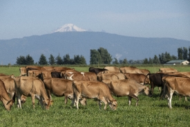 Cows graze in a pastur