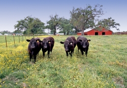 Cows in Cajun Country Farm