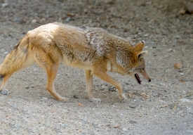 coyote walking 792