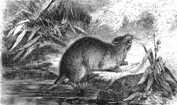 coypou river rat illustration
