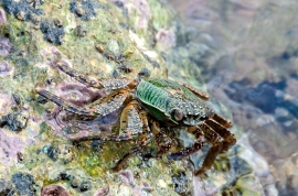 Crab along the shoreline Bali 5028