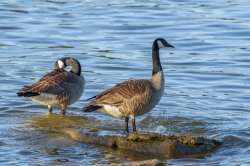 crackling goose on lake nashville tennessee