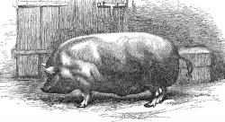cranaise boar pig illustration