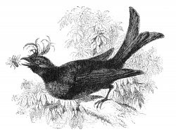 crested drongo bird illustration