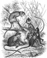 crested monkey macaques illustration
