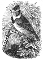 crested tit engraved bird illustration