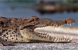 Croc at everglades national park florida