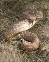 Crotalus atrox Coiled Western Diamondback Rattlesnake