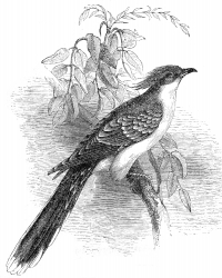 cuckoo engraved bird illustration