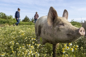 curious pig in pasture with flowers