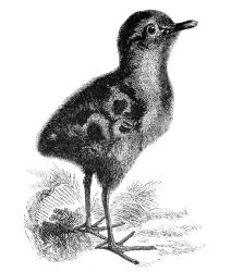 curlew bird illustration