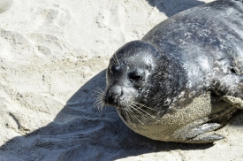cute funny black seal on sand