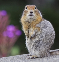 cute ground squirrel poses with flowers in background