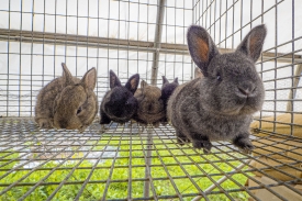 cute rabbits at organic farm