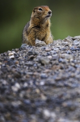 cute squirrel looking over mound of dirt