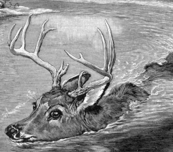 deer swimming in lake animal historical illustration