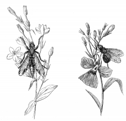 Diptera Illustration