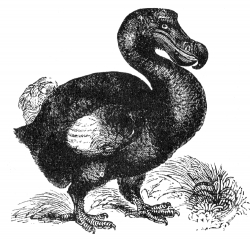 dodo engraved bird illustration