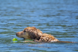 dog fetches a ball from Lake