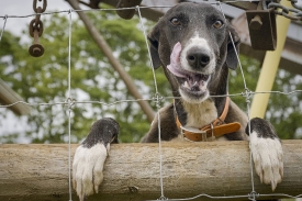 dog hangs on fence