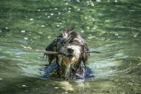 dog having fun fetching stick in lake