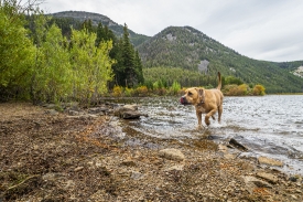 dog on edge of river bank