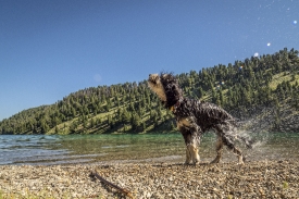 dog shakes off water after playing in lake