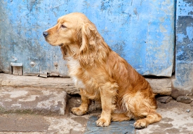 dog sitting near a street cuzco peru 017