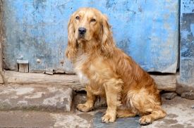 dog sitting near a street cuzco peru 018