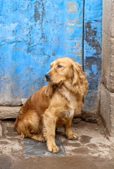 dog sitting near a street cuzco peru 028