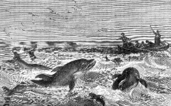 dolphins pursuing a boat illustration