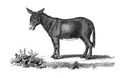 Donkey Illustration